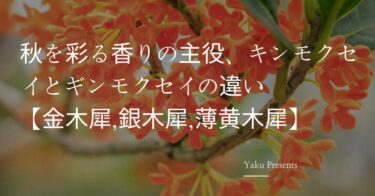 秋を彩る香りの主役、キンモクセイとギンモクセイの違い【金木犀,銀木犀,薄黄木犀】