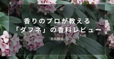 【ダフネ】香りのプロが教える「ダフネ」の香料レビュー【徹底解説】