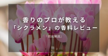 【シクラメン】香りのプロが教える「シクラメン」の香料レビュー【徹底解説】