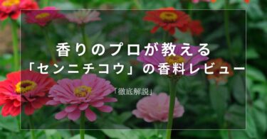 【センニチコウ】香りのプロが教える「センニチコウ」の香料レビュー【徹底解説】