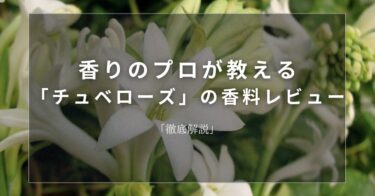 【チュベローズ】香りのプロが教える「チュベローズ」の香料レビュー【徹底解説】